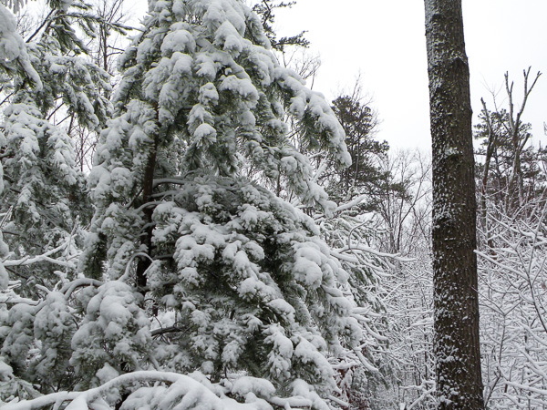 Snow on the Rough Trail